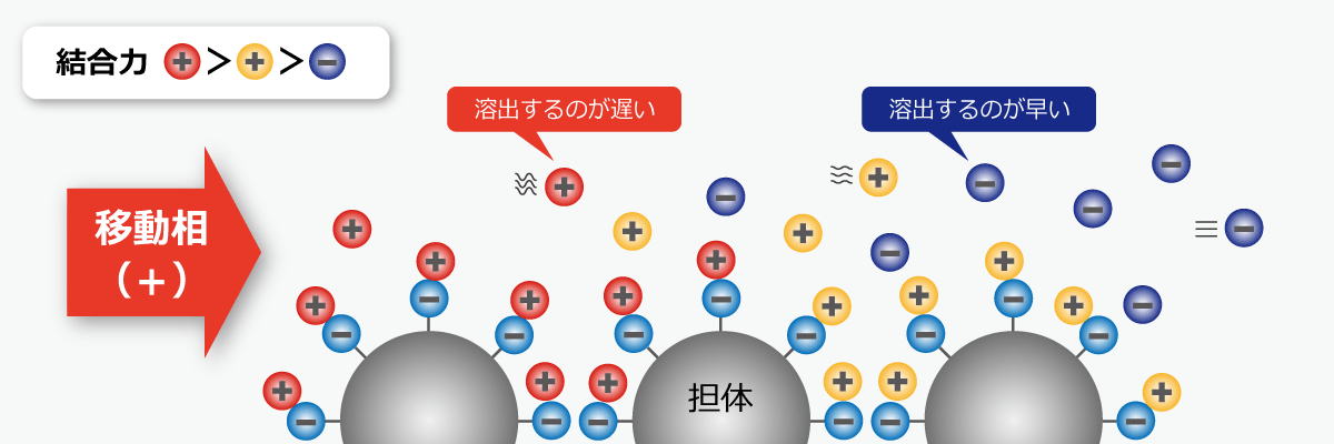 イオン交換クロマトグラフィーの図解